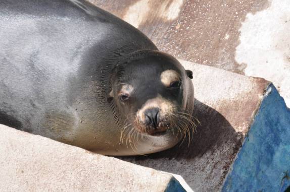 Um preguiçoso leão-marinho nos dá as boas vindas à Galápagos, na Ilha de San Cristóbal